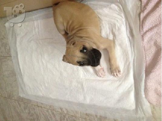 Καθαροαιμο πιτμπουλ