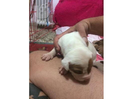 pwlountai pitbull red noce