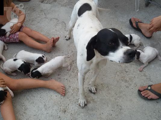 Πωλείται Κουταβια Pointer με pedigree
