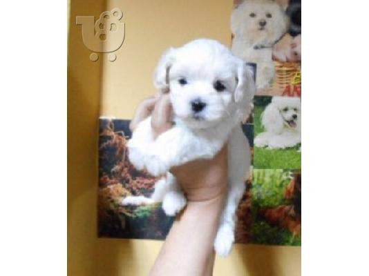 PoulaTo: maltese mini