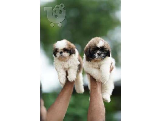 S potěšením oznamujeme bezpečný příjezd krásného Shih Tzu