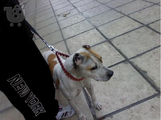 pitbull American
