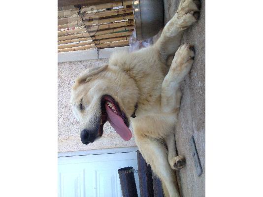 PoulaTo: ελληνικοι ποιμενικοι