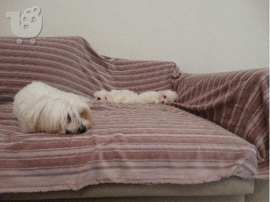 Maltese Mini