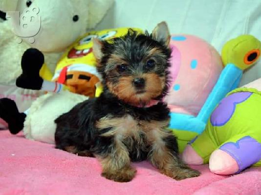 Καθαρόαιμα κουταβάκια Yorkshire