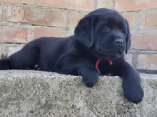 Labrador retriever puppies