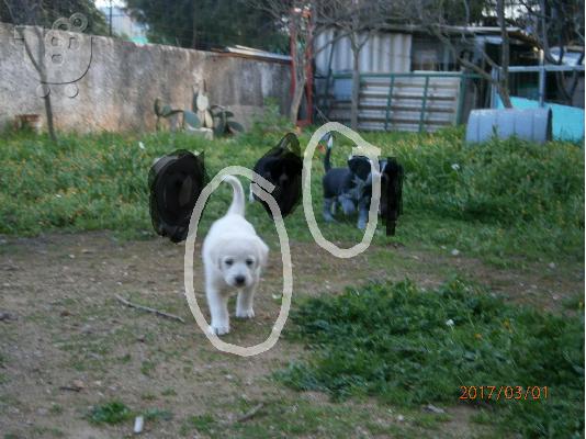 PoulaTo: Χαρίζονται..!!