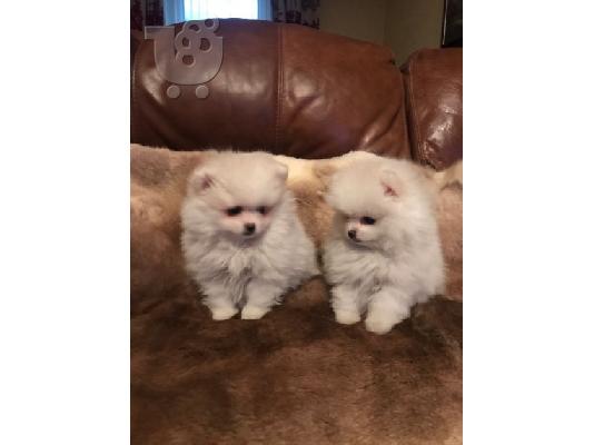 Πώληση Pomeranian σκύλοι και κουτάβια
