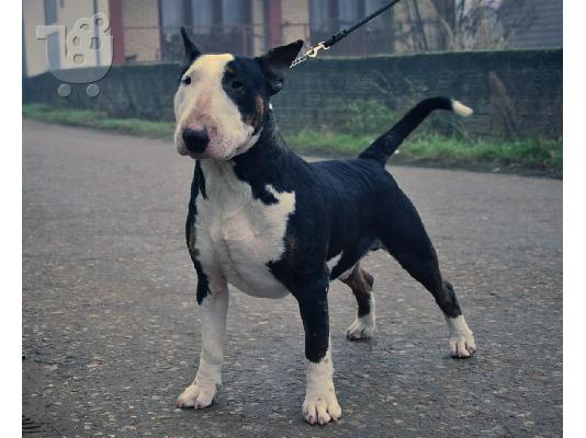 Bull Terrier κουτάβια