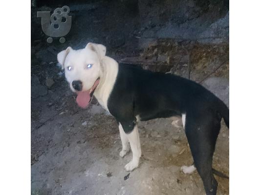 American pit bull terrier