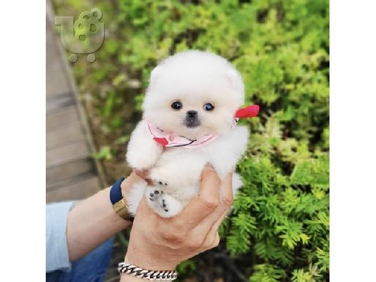 Πωλούνται κουτάβια Pomeranian.