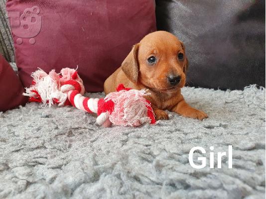 ΚΟΥΤΑΒΙΑ DACHSHUND