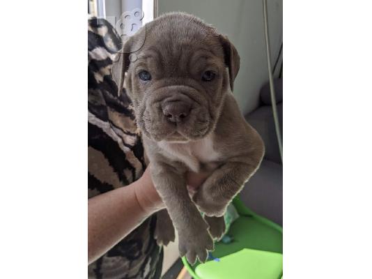 PoulaTo: Në shitje Qen dhe Këlyshë Bulldog Francez