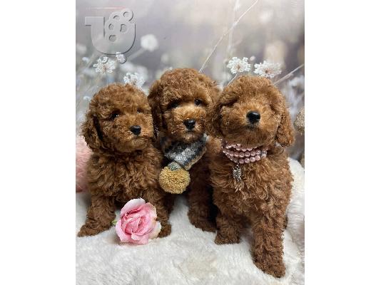λάτρευτα κουτάβια poodle που ψάχνουν για πάντα σπίτια....