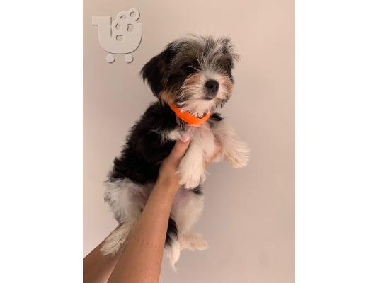 Αξιολάτρευτο γενεαλογικό biewer terrier κουτάβια προς πώληση...