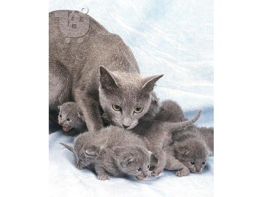 PoulaTo: British blue kitten