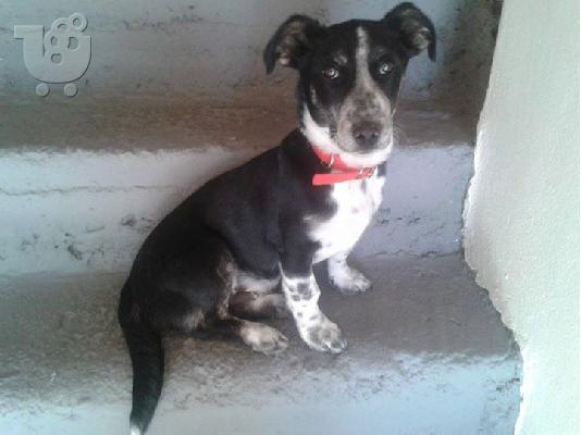 PoulaTo: Μικροσωμο σκυλακι χαριζεται