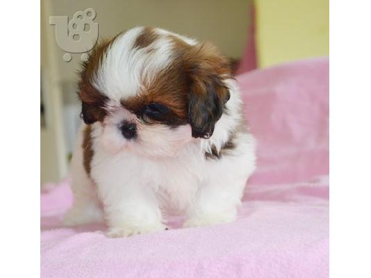 PoulaTo: Πολύ μικροσκοπικό κορίτσι Shih-Tzu προς πώληση