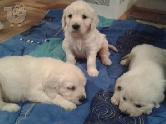 PoulaTo: GOLDEN RETRIVER