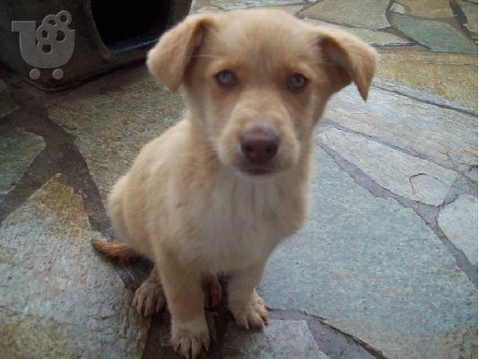 Κουταβακια χαριζονται