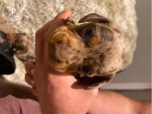 PoulaTo: Αξιολάτρευτο Dachshunds