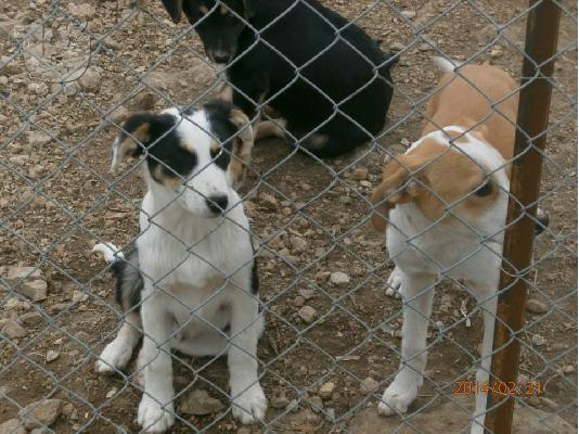 Κουταβακια 4μισι μηνων χαριζονται