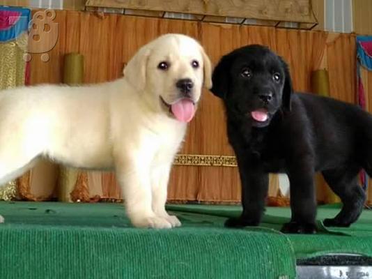 PoulaTo: Κουτάβια Λαμπραντόρ/ Labrador puppies