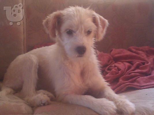 Κανισακι χαριζεται