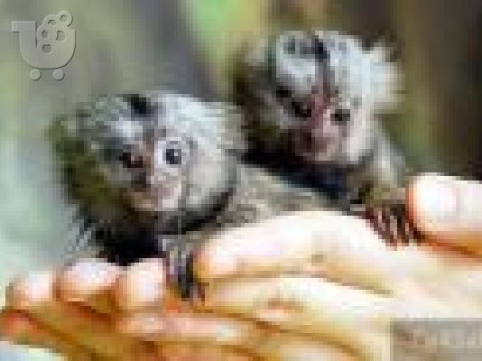 Maltese-Μαλτέζ