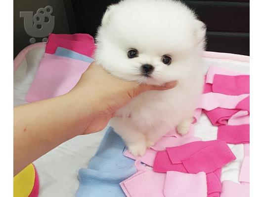 PoulaTo: Pomeranian κουτάβια