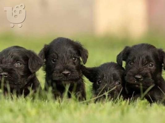 PoulaTo: Schnauzer Υπάρχουν διαθέσιμα αρσενικά και θηλυκά.