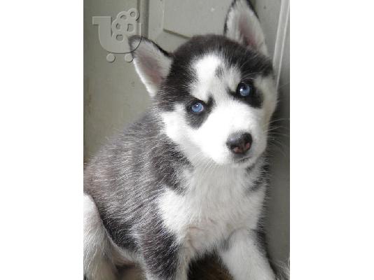 Σιβηρίας μεγαλόσωμος κουτάβια για ένα καλό σπίτι