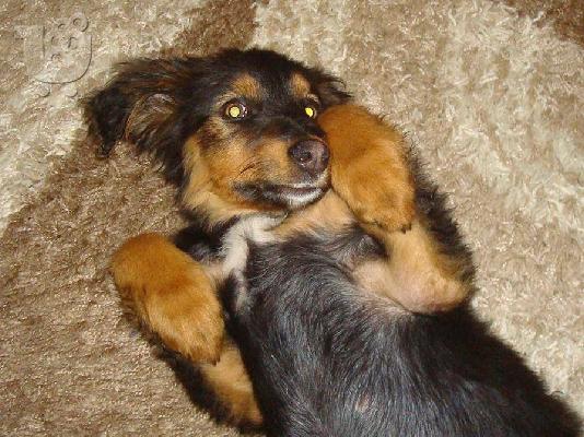 Κουταβακι χαριζεται