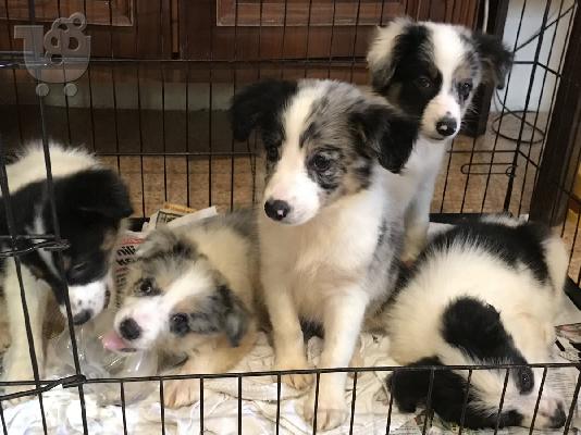 PoulaTo: Κουτάβια Border Collie