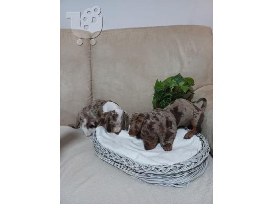 Merle Dachshund κουτάβια προς πώληση