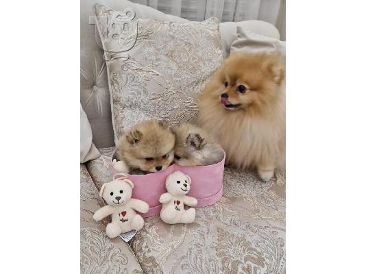 Pomeranian BOO κουτάβια