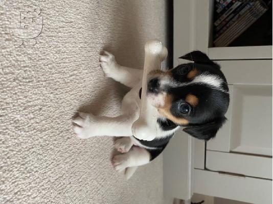 Εκπληκτικά κουτάβια Jack Russell