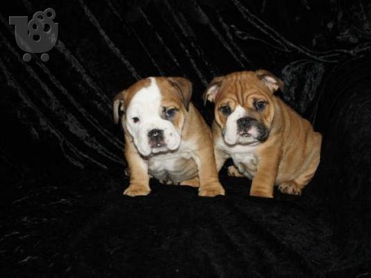 PoulaTo: Ποιότητα Εγγεγραμμένοι αγγλικά μπουλντόγκ κουτάβια