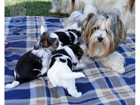 Χαριτωμένο καθαρόαιμο κουτάβι biewer yorkshire terrier