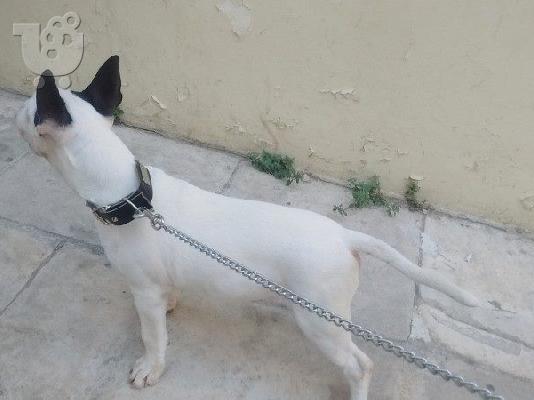 BullTerrier Arseniko