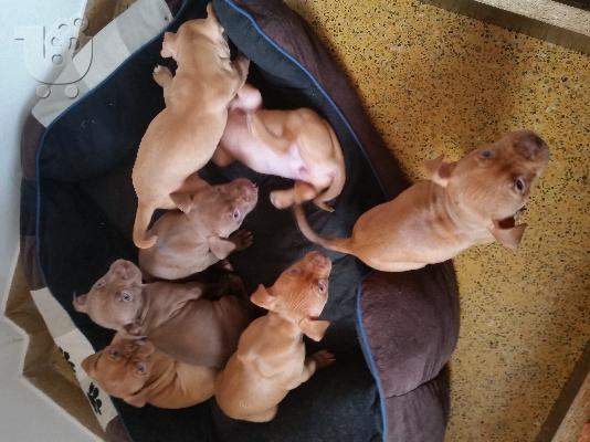 Καθαρόαιμα κουταβάκια Pitbull Rednose