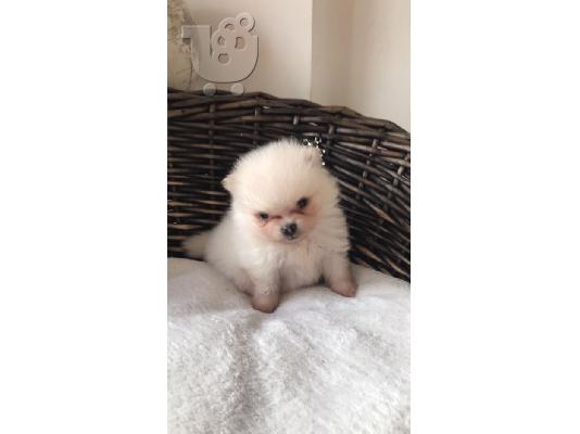 PoulaTo: Πώληση Pomeranian σκύλοι και κουτάβια
