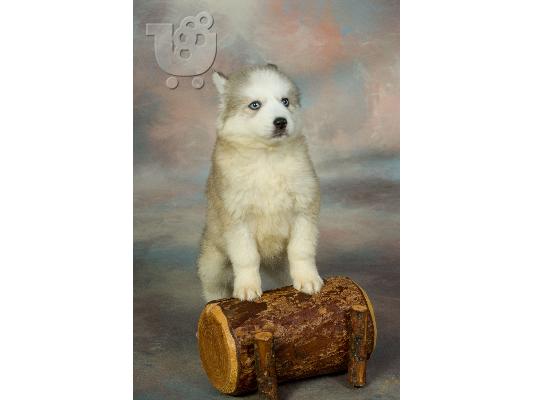PoulaTo: Siberian Husky blue eyes
