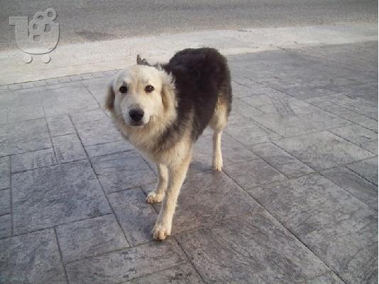 Νεαρες σκυλιτσες χαριζονται