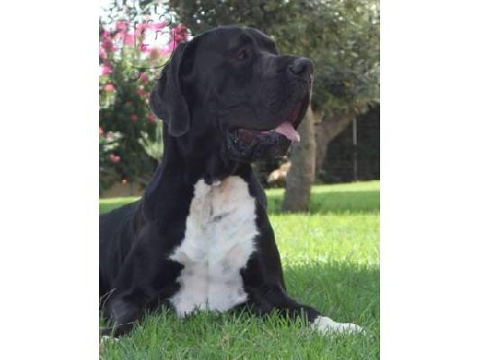 μολοσσοι-μεγαλοι δανοί