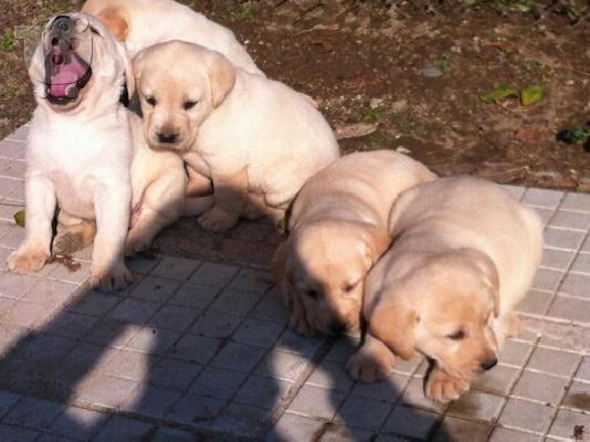 ΛΑΜΠΡΑΝΤΟΡ