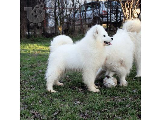 PoulaTo: Samoyed θηλυκό προς πώληση