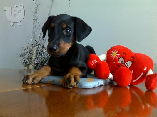 Kαλή τιμή!!!.Πουλάω όμορφα κουτάβια ράτσα DOBERMAN – Ντόμπερμαν - 300 euro...
