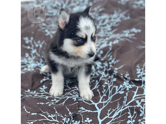 Λατρευτά κουτάβια Pomsky προς πώληση.