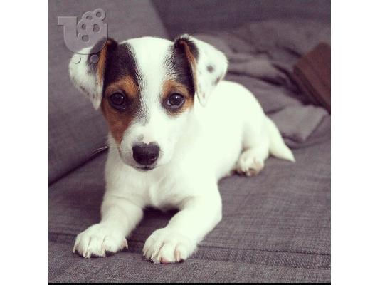 ΖΗΤΕΙΤΑΙ ΚΑΘΑΡΌΑΙΜΟ ΚΟΥΤΆΒΙ JACK RUSSELL